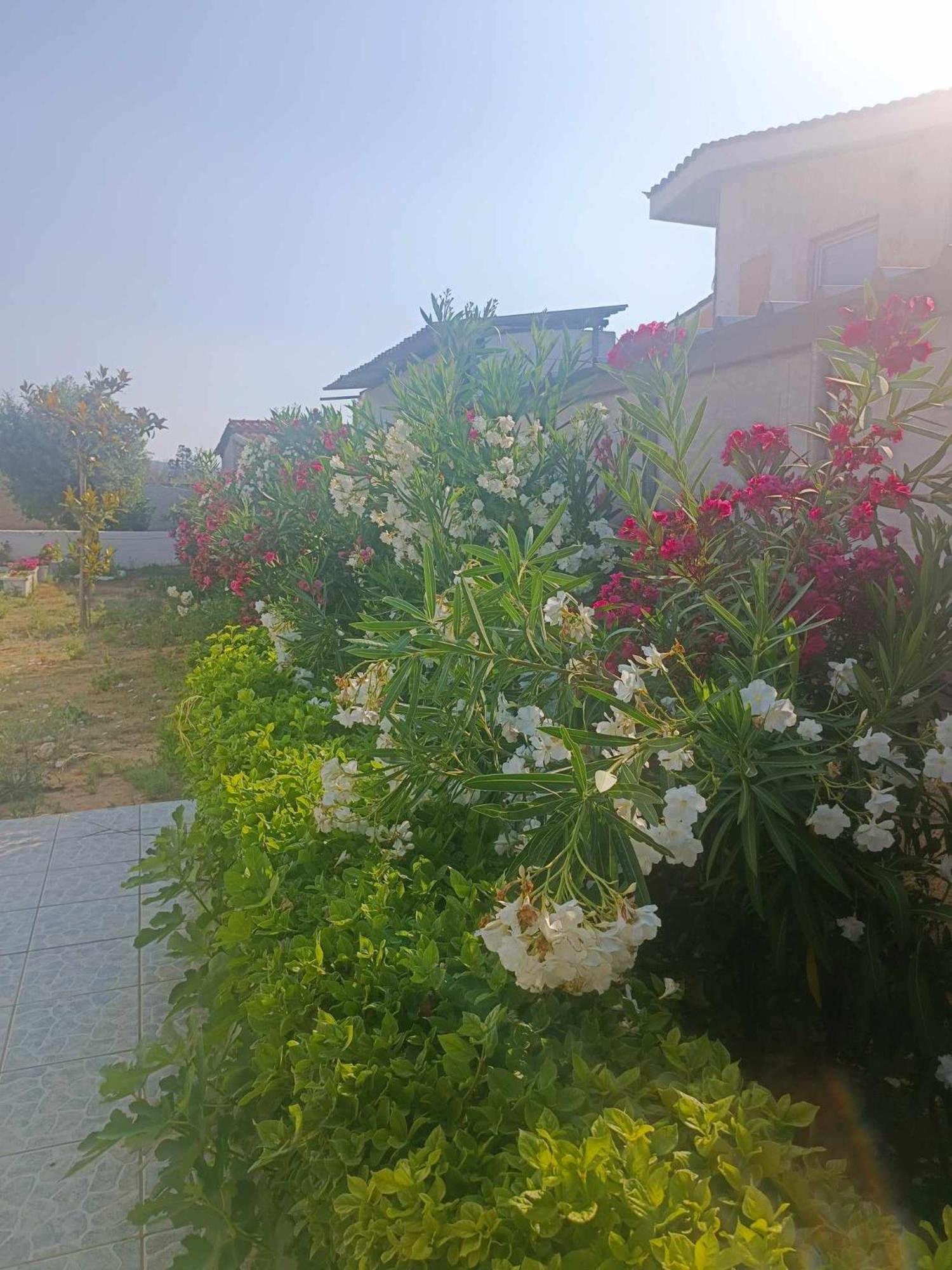 New Olivka House Villa Anavyssos Bagian luar foto